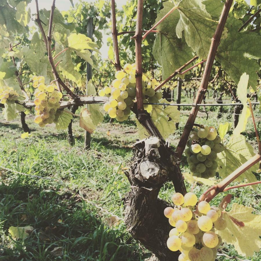 Weingut Gaestehaus Weigand Iphofen Esterno foto