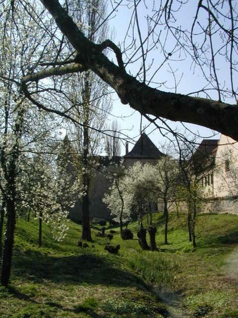 Weingut Gaestehaus Weigand Iphofen Esterno foto